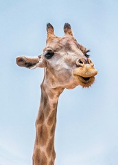 Retrato de una jirafa sobre el cielo azul
