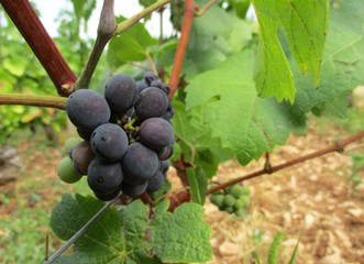 petite grappe de raisin en maturation sur son cep en été à quelques semaines des vendanges