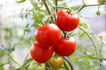 Ripe tomatoes ready for harvest