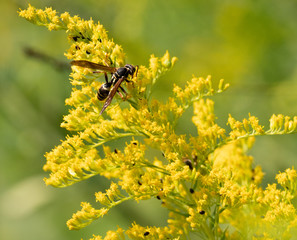 Wasp on Goldenrod