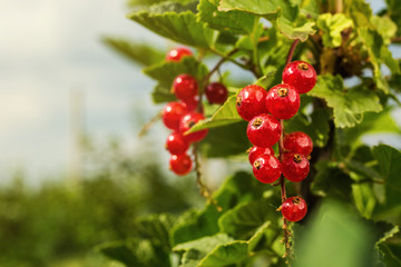 bush of  ripe red currant growing in a garden as summer harvest