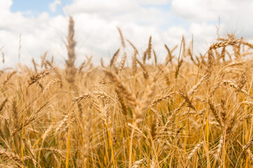 Wheat plants close up, wheat herbs growing in the field