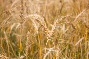 Fototapeta premium Wheat plants close up, wheat herbs growing in the field
