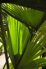 shades and light pattern on palm tree branches
