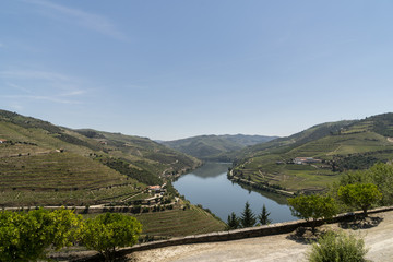 Fototapeta na wymiar Vineyards in the Valley of the River Douro, Portugal