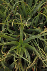 cactus and succulent aloe vera