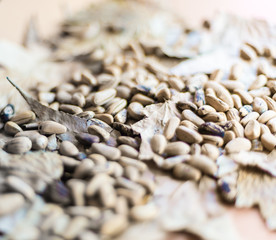 Obraz premium Autumn background with pine nuts on dried leaves