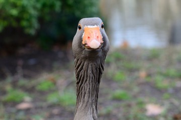 Head shot of a greylag goose (Anser anser) looking at the camera © tom