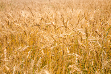 Wheat plants close up, wheat herbs growing in the field