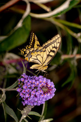 Papilio machaon outdoors flowers and green leaves