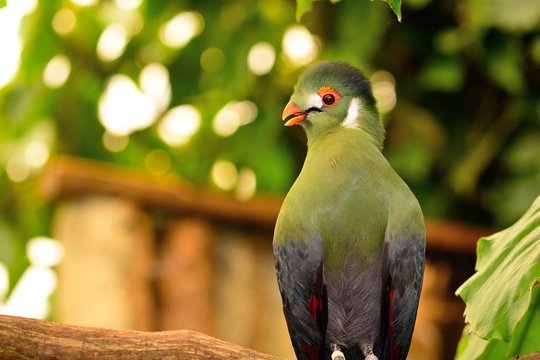 Guinea turaco (Tauraco persa)