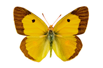 Colias crocea on a white background