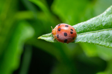 ladybug on green leaf, ladybird