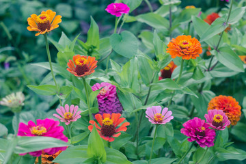 Fototapeta premium Multicolored bright flowers in the garden. Colorful blooming Majors