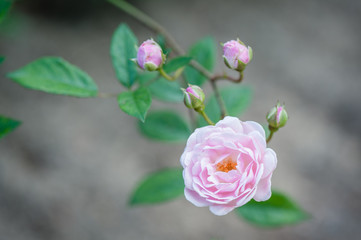 Beautiful pink rose flower in roses garden. Top view. Soft focus.