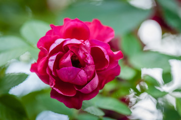 Pink rose flower in roses garden. Top view. Soft focus.