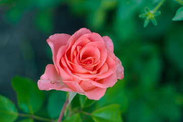 Pink rose in the garden. Summer flower in bloom
