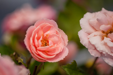Decorative bush of a rose. Blurred background. Top view. Soft focus. Close-up.