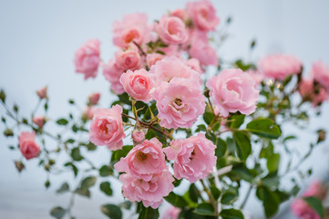 Fototapeta na wymiar Beautiful pink climbing roses in summer garden with white background. Soft focus.
