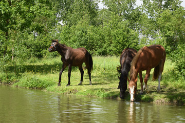 Obraz premium Chevaux s'abreuvant dans le marais poitevin.
