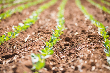 young green leek or onions growing in the field or garden, farming, close-up