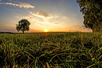 sunset in summertime with tree