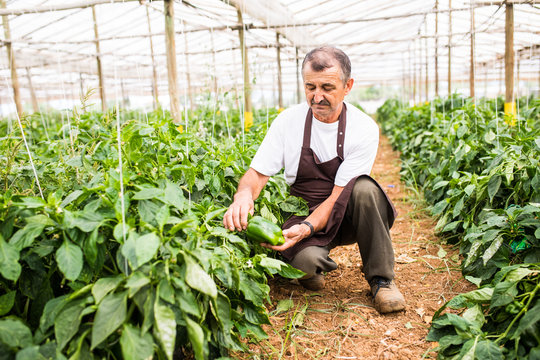 Mature Farmer man picking ripe bell peppers in a big greenhouse