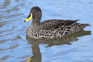 Yellow billed duck (Anas undulata) in the water