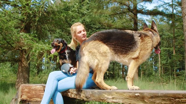 Clip of German Shepherd and westpointer standing on a bench with a girl.
