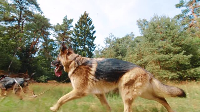 Clip of German Shepherd and westpointer playing and panting in a field.