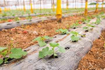 Small rows of cucumber vines to grow vertically in the greenhouse