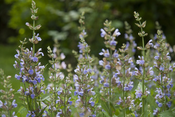 Bloomed lavender in the field close up