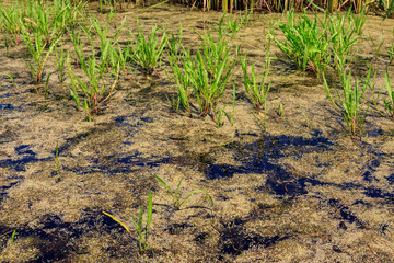 Surface of the pond overgrown with duckweed
