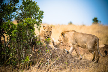 lion