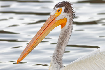 Pelican Portrait