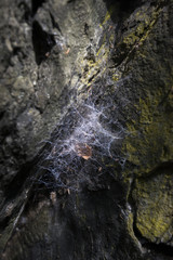 Cobweb of a spider on a rock in the underwood