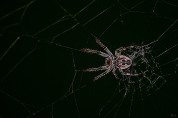 Spider