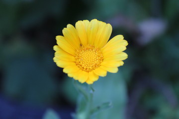 bright yellow calendula