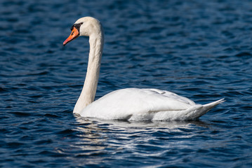 Mute Swan (Cygnus olor)