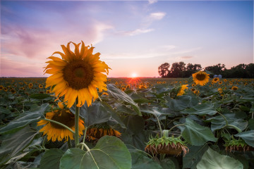 Sunflowers