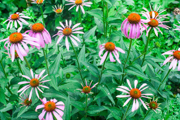 Obraz premium Echinacea purpurea or purple coneflower medicinal herb, blooming flower close up, colorful and vivid plant, natural background