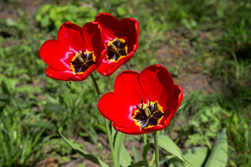 Tulips Red