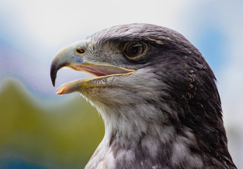 Close-up of Black-Chested Buzzard-Eagle head