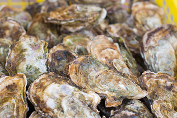 oysters pattern close up, one of france typical seafood.