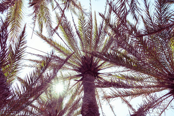 Palm leaves and trunk against the sky and bright sun