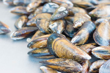 fresh raw mussels close up on gray background. Agde local market, France.