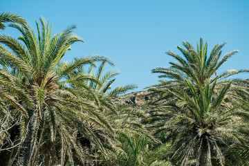Fototapeta na wymiar Palm trees against the sky and hills in the background