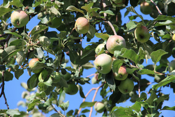 apples in the garden