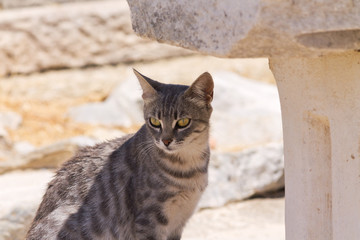 gatto tra le rovine