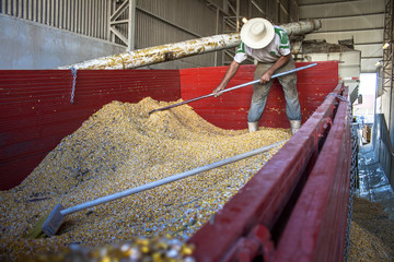 Joacaba, SC, Brazil, April 15, 2009. Maize is dumped by a laborer from a truck to a silo where it...